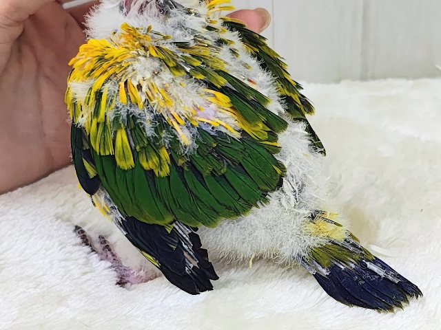 最新動画&画像更新✨久しぶりでテンション上がる⤴︎⤴︎︎💕︎カラフル🌈なコガネメキシコインコのヒナ入荷しました❤️ コガネメキシコインコ