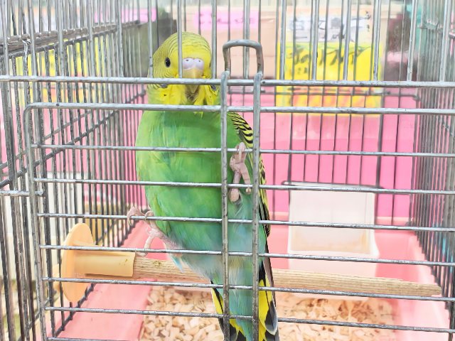 最新画像更新✨しましま🌀逆に希少カラー🍀ノーマルカラーのセキセイインコ(ヒナ)入荷しました❤️ セキセイインコ
