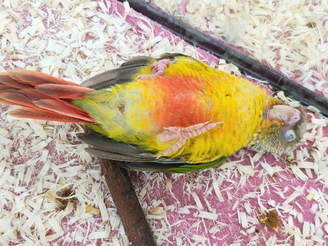最新画像✨ヘソ天寝するよ︎💓陽気なカラーに心躍る🕺✨ウロコインコのヒナ(パイナップル)入荷しましたはではで❤️ ホオミドリウロコインコ