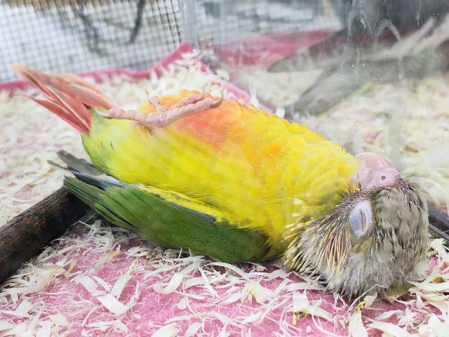 最新画像✨ヘソ天寝するよ︎💓陽気なカラーに心躍る🕺✨ウロコインコのヒナ(パイナップル)入荷しましたはではで❤️ ホオミドリウロコインコ