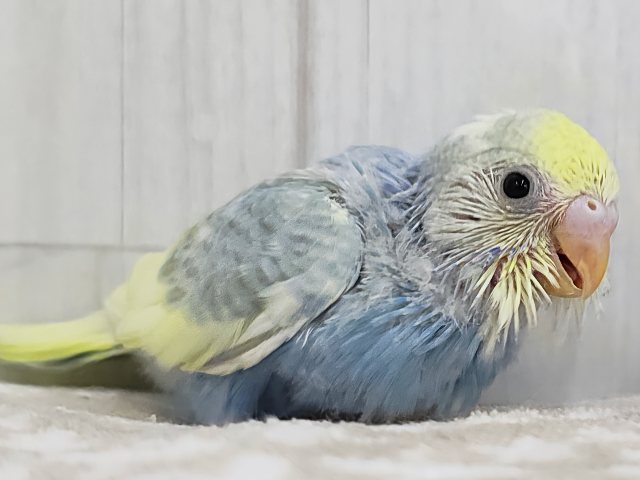 ピヨピヨ〜🐥⸒⸒元気いっぱいに鳴くよ♪セキセイインコのヒナ(パステルレインボーパイド)のヒナ入荷しました❤️ セキセイインコ