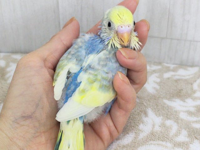 ピヨピヨ〜🐥⸒⸒元気いっぱいに鳴くよ♪セキセイインコのヒナ(パステルレインボーパイド)のヒナ入荷しました❤️ セキセイインコ