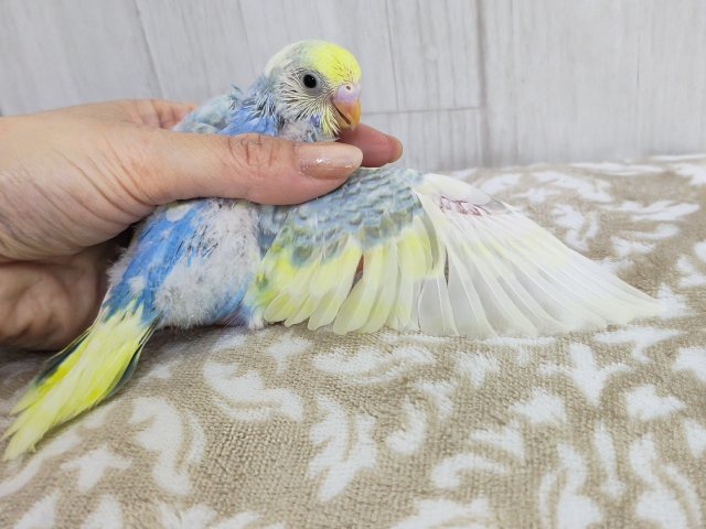 ピヨピヨ〜🐥⸒⸒元気いっぱいに鳴くよ♪セキセイインコのヒナ(パステルレインボーパイド)のヒナ入荷しました❤️ セキセイインコ