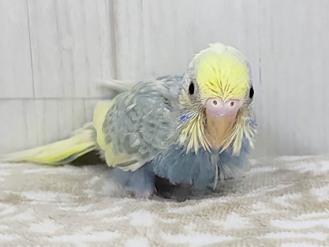 ピヨピヨ〜🐥⸒⸒元気いっぱいに鳴くよ♪セキセイインコのヒナ(パステルレインボーパイド)のヒナ入荷しました❤️ セキセイインコ