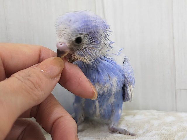 ほぼ黒なし!!うっとり海景色~✨水色系のセキセイインコのヒナ(ブルースパングル)入荷しました❤️ セキセイインコ