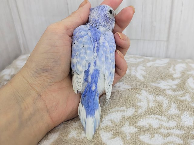 ほぼ黒なし!!うっとり海景色~✨水色系のセキセイインコのヒナ(ブルースパングル)入荷しました❤️ セキセイインコ