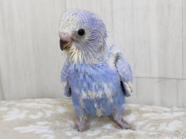 ほぼ黒なし!!うっとり海景色~✨水色系のセキセイインコのヒナ(ブルースパングル)入荷しました❤️ セキセイインコ