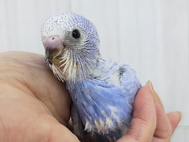 ほぼ黒なし!!うっとり海景色~✨水色系のセキセイインコのヒナ(ブルースパングル)入荷しました❤️ セキセイインコ