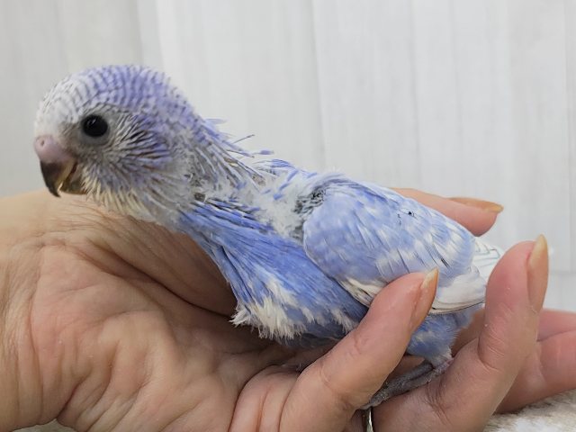 ほぼ黒なし!!うっとり海景色~✨水色系のセキセイインコのヒナ(ブルースパングル)入荷しました❤️ セキセイインコ