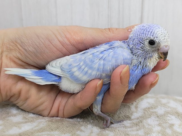 ほぼ黒なし!!うっとり海景色~✨水色系のセキセイインコのヒナ(ブルースパングル)入荷しました❤️ セキセイインコ