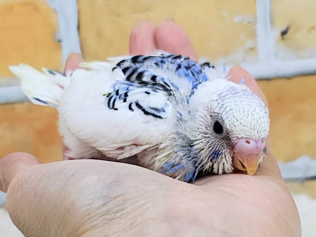 青い海と白い波でさわやか~🏄なセキセイインコのヒナ(ブルーパイド)入荷しました❤️ セキセイインコ