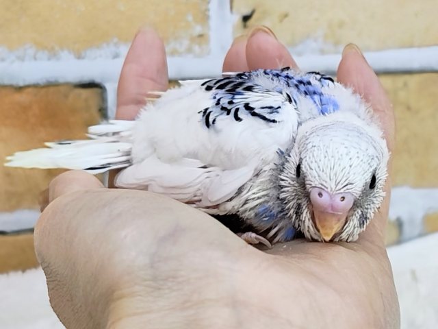 青い海と白い波でさわやか~🏄なセキセイインコのヒナ(ブルーパイド)入荷しました❤️ セキセイインコ