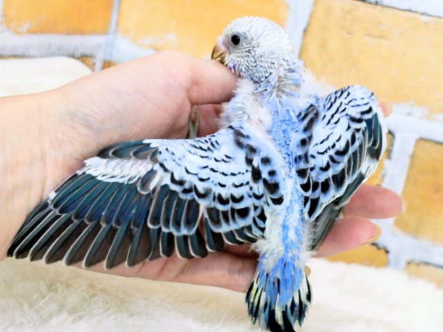 画像更新☆大人っぽさも兼ね備えたシックカラー✨セキセイインコのヒナ(ブルーオパーリン)入荷しました❤️ セキセイインコ