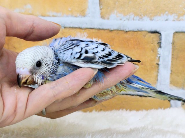 画像更新☆大人っぽさも兼ね備えたシックカラー✨セキセイインコのヒナ(ブルーオパーリン)入荷しました❤️ セキセイインコ