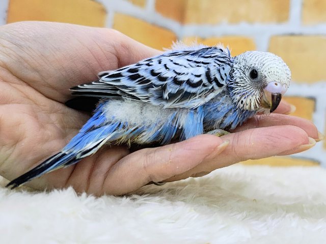 画像更新☆大人っぽさも兼ね備えたシックカラー✨セキセイインコのヒナ(ブルーオパーリン)入荷しました❤️ セキセイインコ
