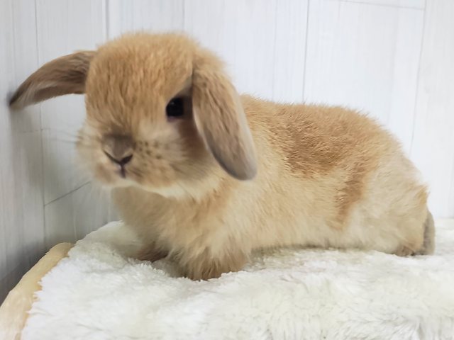 ジューシーオレンジ🍊もふもふの垂れ耳くん🐰ポーランドロップイヤーラビット(オレンジ)入荷しました❤️ ホーランドロップ