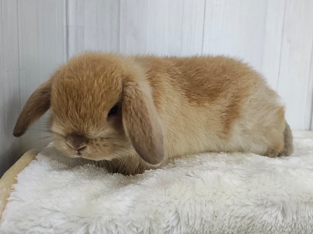ジューシーオレンジ🍊もふもふの垂れ耳くん🐰ポーランドロップイヤーラビット(オレンジ)入荷しました❤️ ホーランドロップ