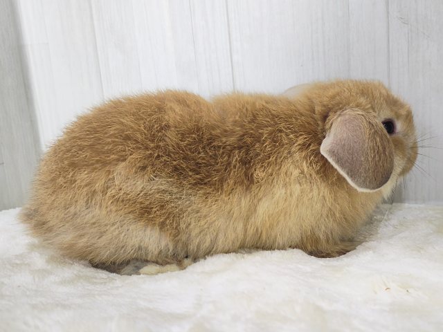 ジューシーオレンジ🍊もふもふの垂れ耳くん🐰ポーランドロップイヤーラビット(オレンジ)入荷しました❤️ ホーランドロップ