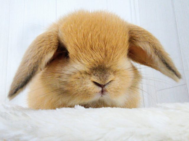 ジューシーオレンジ🍊もふもふの垂れ耳くん🐰ポーランドロップイヤーラビット(オレンジ)入荷しました❤️ ホーランドロップ
