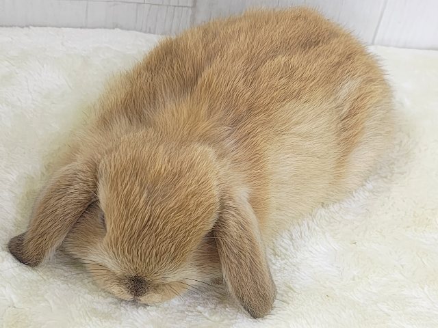 ジューシーオレンジ🍊もふもふの垂れ耳くん🐰ポーランドロップイヤーラビット(オレンジ)入荷しました❤️ ホーランドロップ