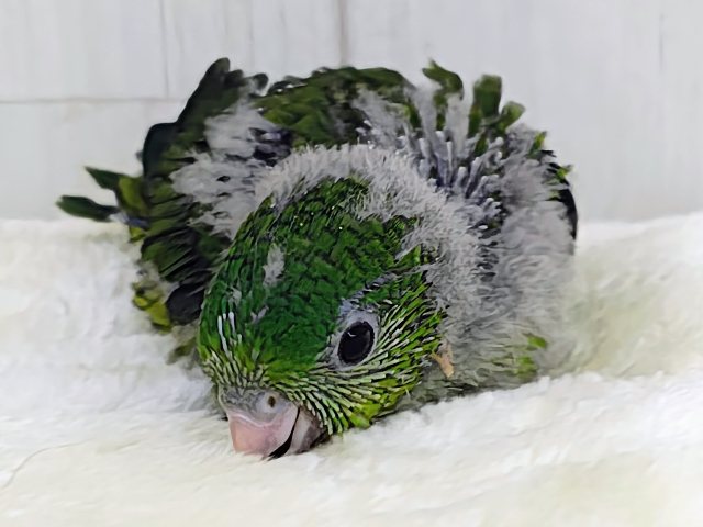 ピーヒョロロ♪お目目がクリっと大きい♡サザナミインコのヒナ(ノーマル)入荷しました❤️ サザナミインコ
