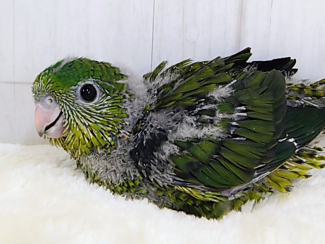ピーヒョロロ♪お目目がクリっと大きい♡サザナミインコのヒナ(ノーマル)入荷しました❤️ サザナミインコ