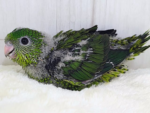 サザナミインコ