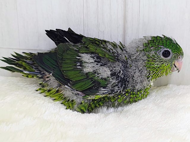ピーヒョロロ♪お目目がクリっと大きい♡サザナミインコのヒナ(ノーマル)入荷しました❤️ サザナミインコ