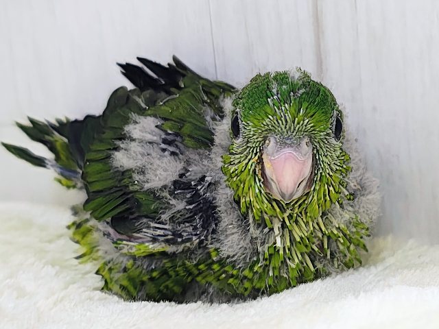 ピーヒョロロ♪お目目がクリっと大きい♡サザナミインコのヒナ(ノーマル)入荷しました❤️ サザナミインコ