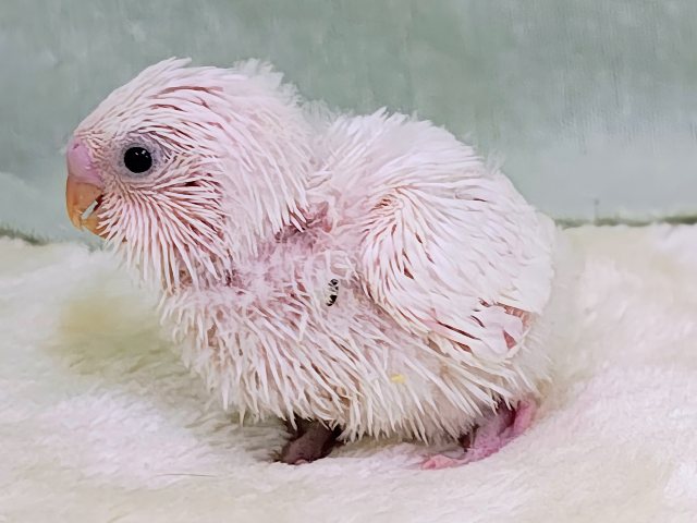 まっ白な羽にキラキラ黒目ちゃん✨セキセイインコのヒナ(ダブルファクター・白)入荷しました❤️ セキセイインコ