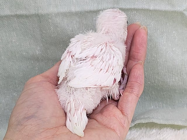 まっ白な羽にキラキラ黒目ちゃん✨セキセイインコのヒナ(ダブルファクター・白)入荷しました❤️ セキセイインコ