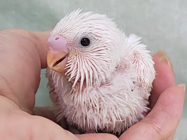 まっ白な羽にキラキラ黒目ちゃん✨セキセイインコのヒナ(ダブルファクター・白)入荷しました❤️ セキセイインコ