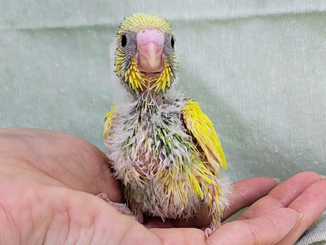 画像更新☆キャピキャピ💓おちびさん✨セキセイインコのヒナ(グリーンパイド)入荷しました❤️ セキセイインコ