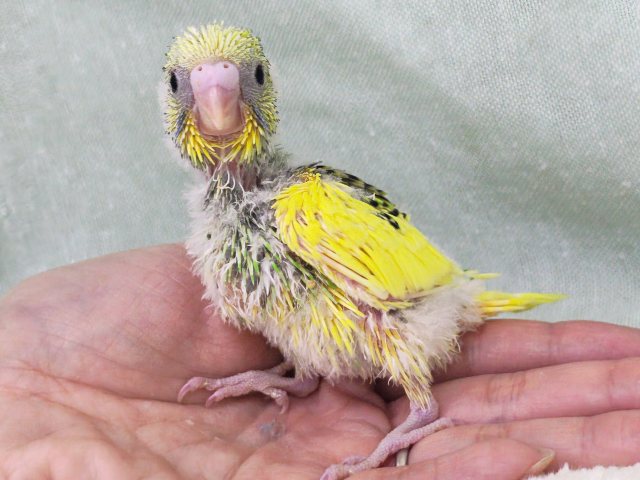 画像更新☆キャピキャピ💓おちびさん✨セキセイインコのヒナ(グリーンパイド)入荷しました❤️ セキセイインコ