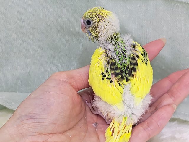 画像更新☆キャピキャピ💓おちびさん✨セキセイインコのヒナ(グリーンパイド)入荷しました❤️ セキセイインコ