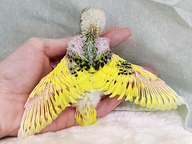 セキセイインコ