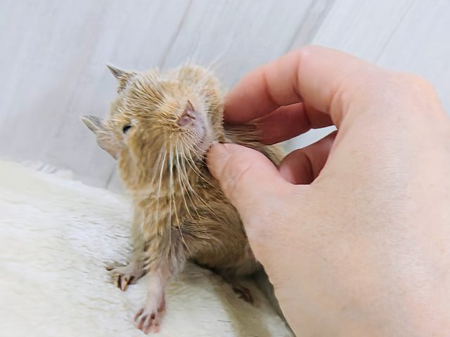 画像更新☆きゅるるん♡可愛すぎ〜るデグー(サンド)の男の子! デグー