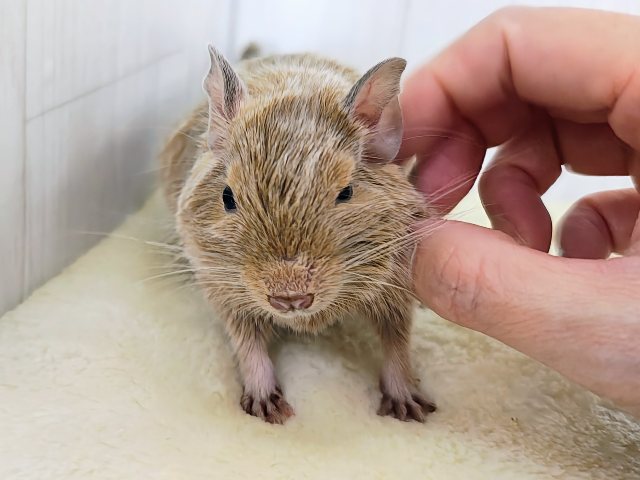 画像更新☆きゅるるん♡可愛すぎ〜るデグー(サンド)の男の子! デグー
