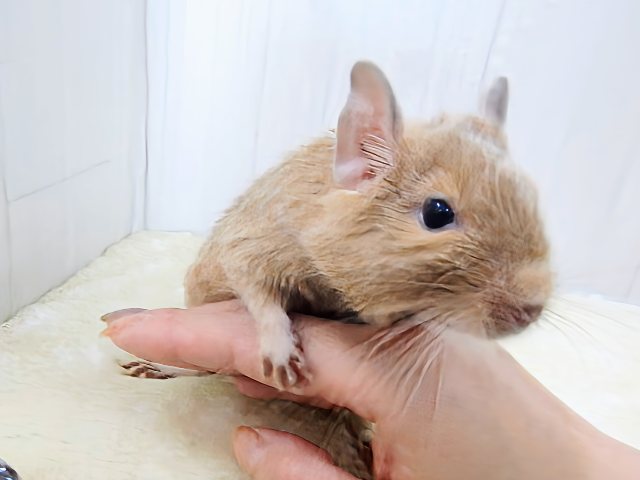 画像更新☆きゅるるん♡可愛すぎ〜るデグー(サンド)の男の子! デグー