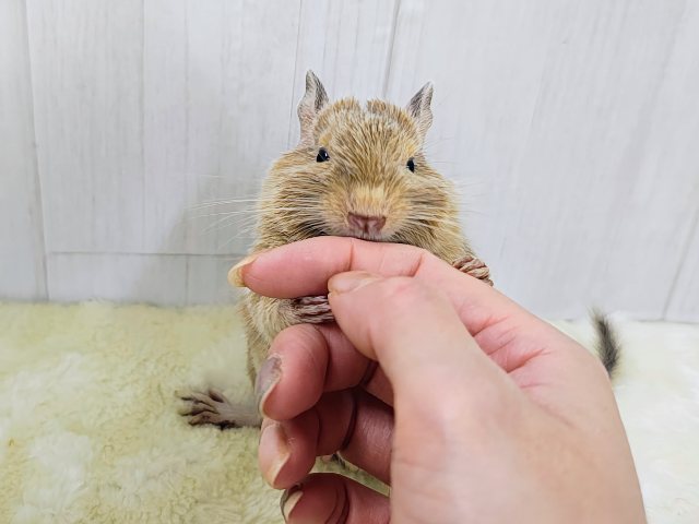 画像更新☆きゅるるん♡可愛すぎ〜るデグー(サンド)の男の子! デグー