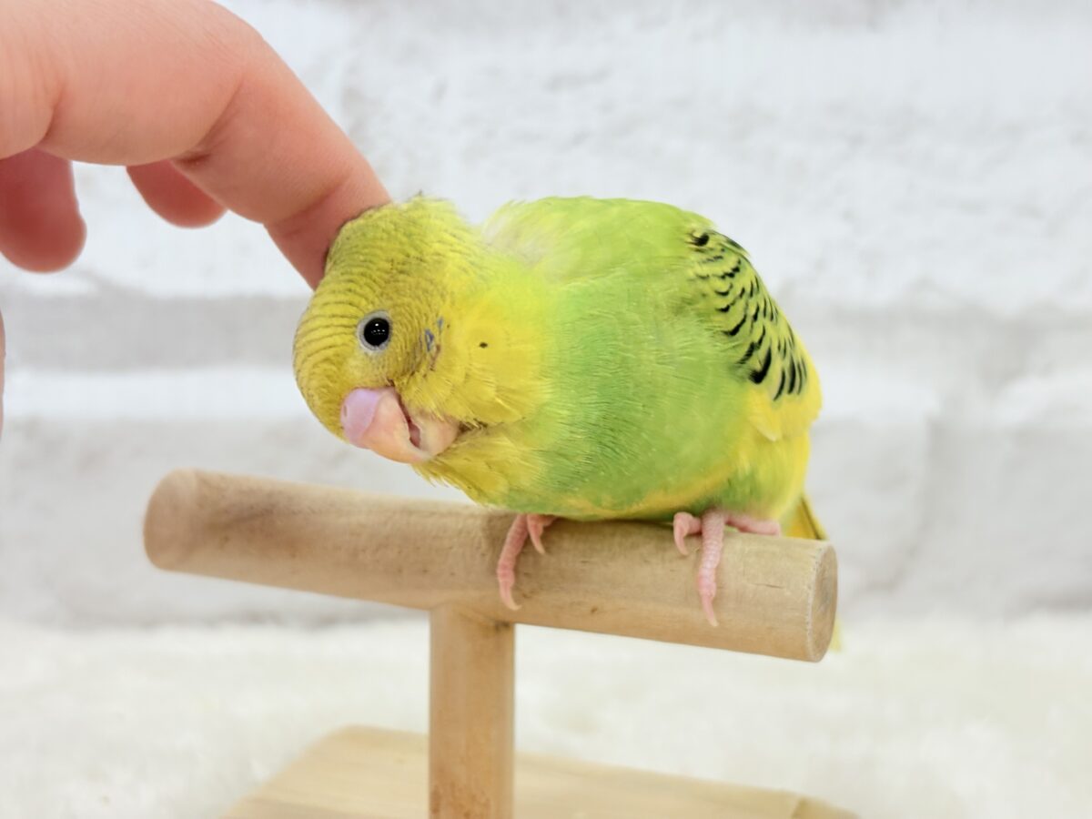 【最新画像更新🪄】目指せ甘え上手No.1🐣👑セキセイインコ(パイド) ヒナ セキセイインコ