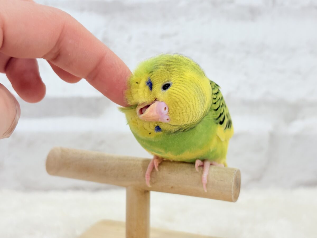 セキセイインコ