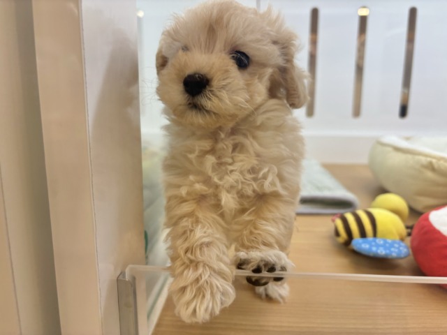マルプー