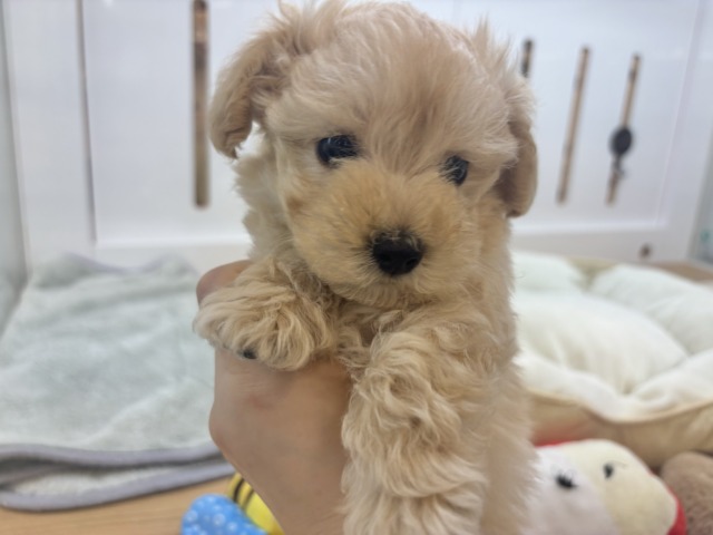 マルプー