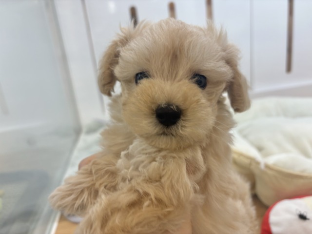 マルプー