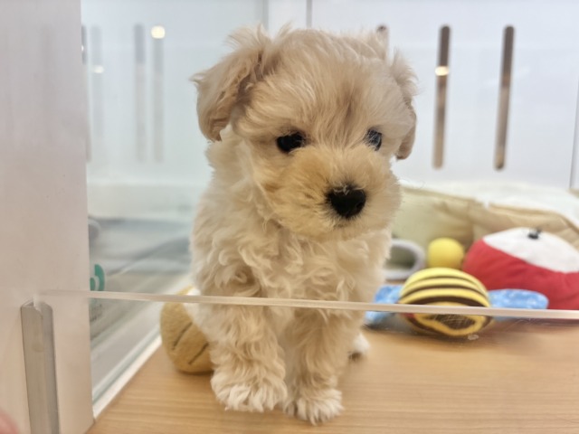 マルプー