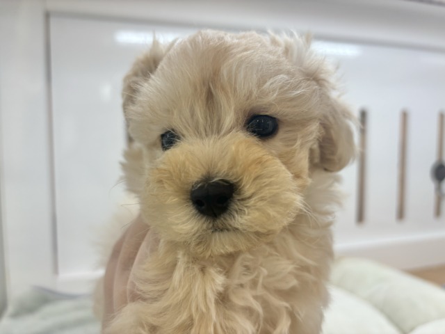 マルプー