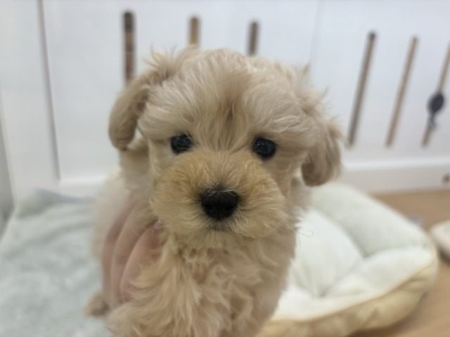 マルプー