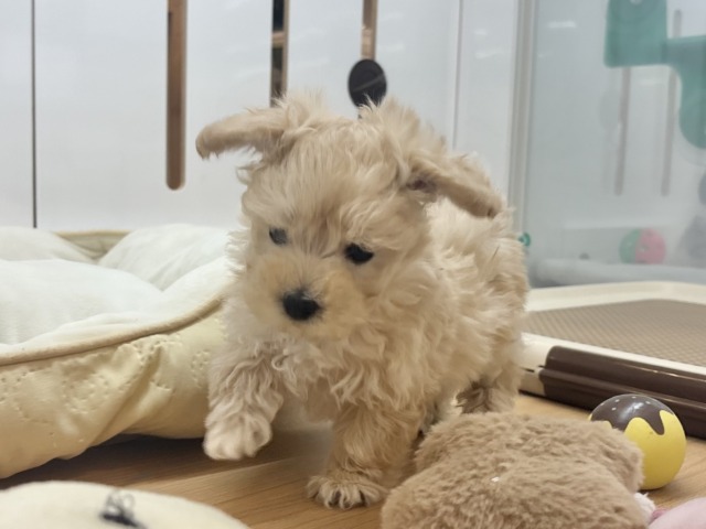 マルプー