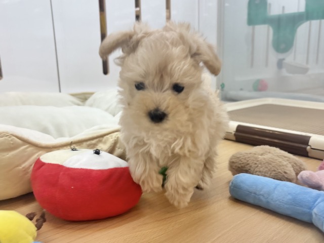 マルプー